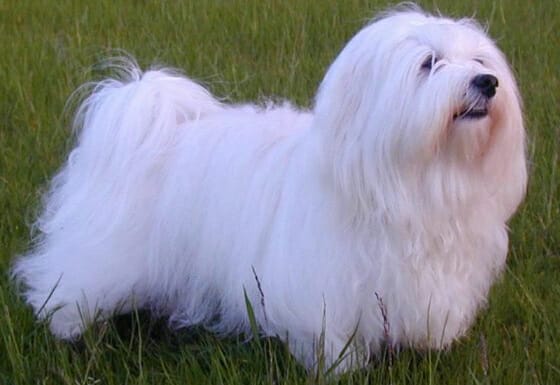 How to Groom a Havanese