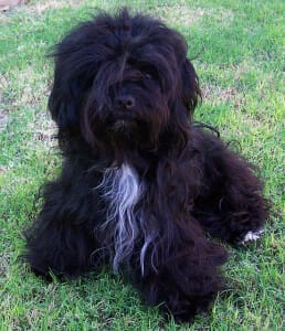 Why the Havanese Breed is So Popular