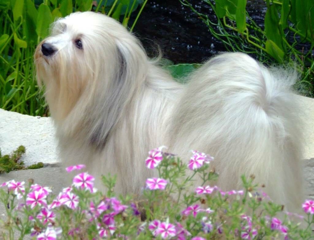 Havanese Guides