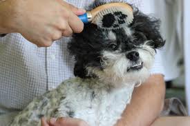 Photo Credit: http://www.tumblr. com/tagged/dog %20brush