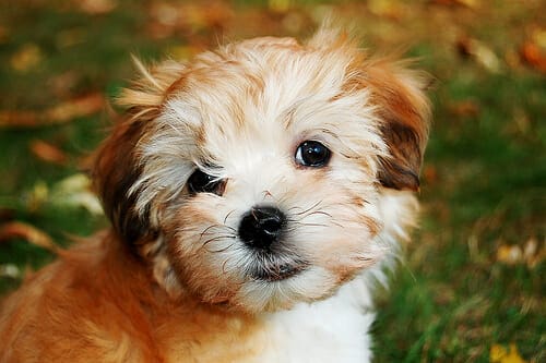 Havanese Rescue Havanese Rescue