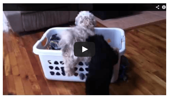 Two Havanese Puppies Playing in Laundry Basket