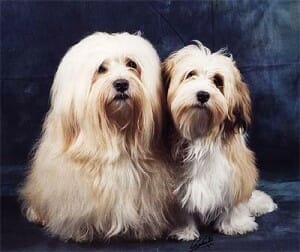 Havanese Training: Basic Tips Havanese Training: Basic Tips