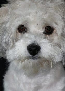 How to Find Havanese Pictures