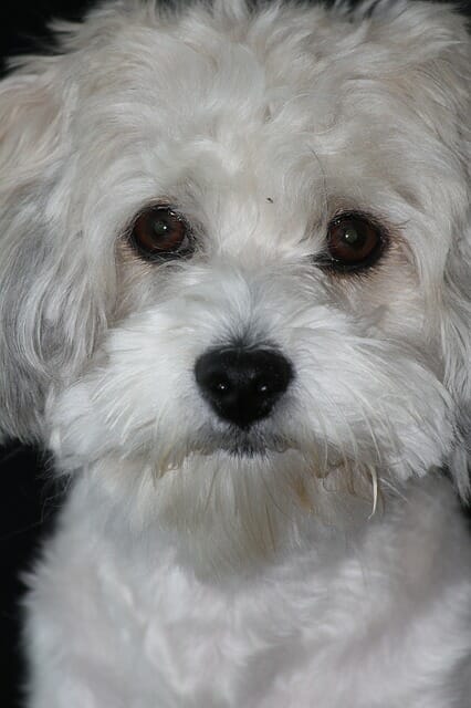 How to Find Havanese Pictures How to Find Havanese Pictures