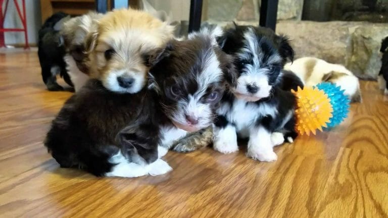 Some Havanese Care Tips – 2020