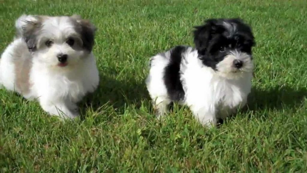 Havanese Puppies playing in our yard! Cute n for sale!