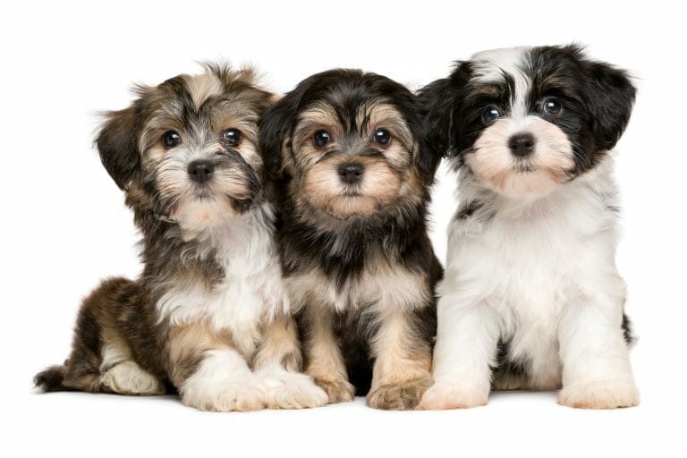 The Havanese Breed Is Brave Even Though They Are Smaller Then Most