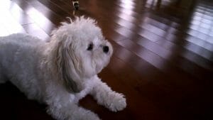 Havanese Diet and Nutrition Tips
