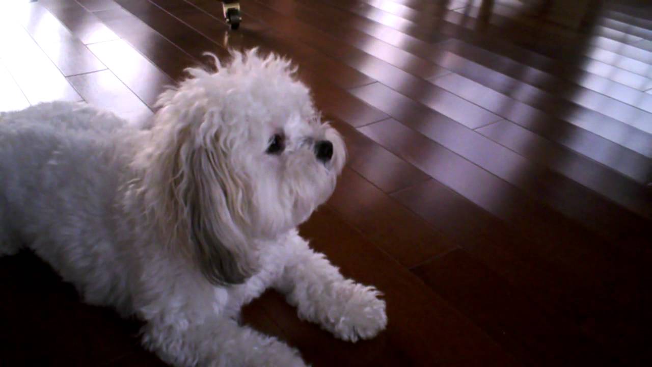 Havanese Diet and Nutrition Tips