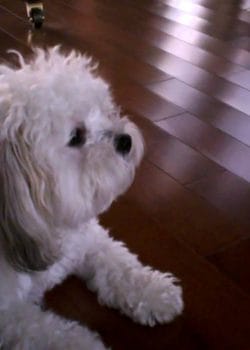 Havanese Diet and Nutrition Tips