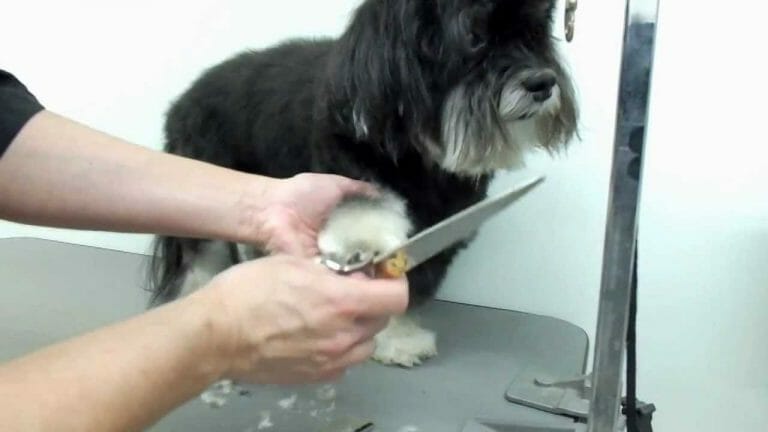 Grooming a Havanese the Right Way