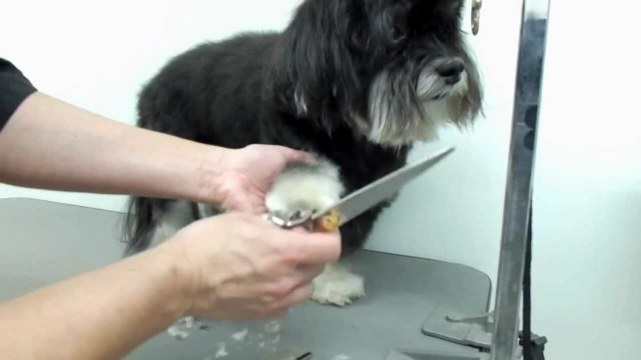 Grooming a Havanese the Right Way Grooming a Havanese the Right Way