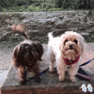 The Havanese Dog Makes a Wonderful Pet