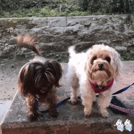 The Havanese Dog Makes a Wonderful Pet The Havanese Dog Makes a Wonderful Pet
