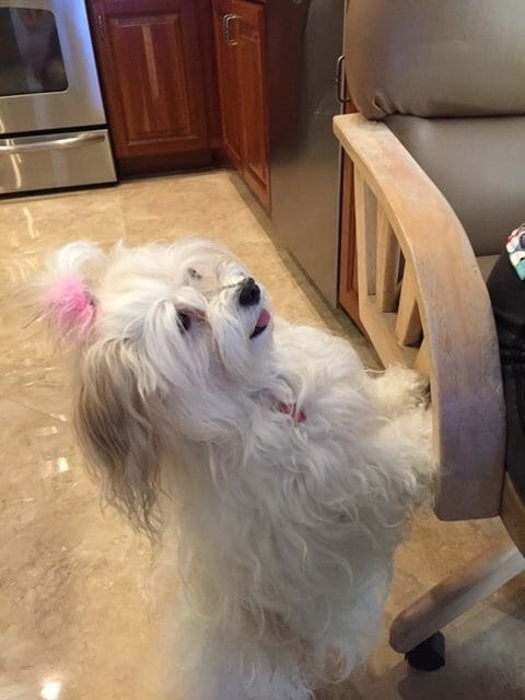 Protect Your Havanese’s legs with Pet Stairs