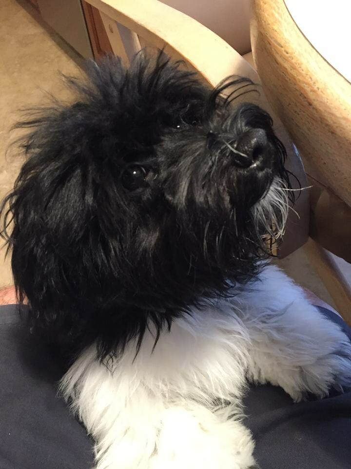 Havanese Temperament Havanese Temperament