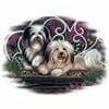 Havanese dogs