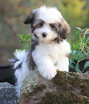 Havanese breed – Companionable, Responsive, Intelligent, Playful, Affectionate, Gentle Havanese breed – Companionable, Responsive, Intelligent, Playful, Affectionate, Gentle
