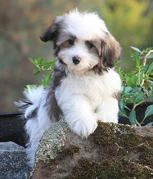 Havanese breed – Companionable, Responsive, Intelligent, Playful, Affectionate, Gentle