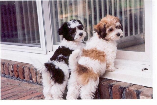 As devilish as havanese can be, I still want a million of em
