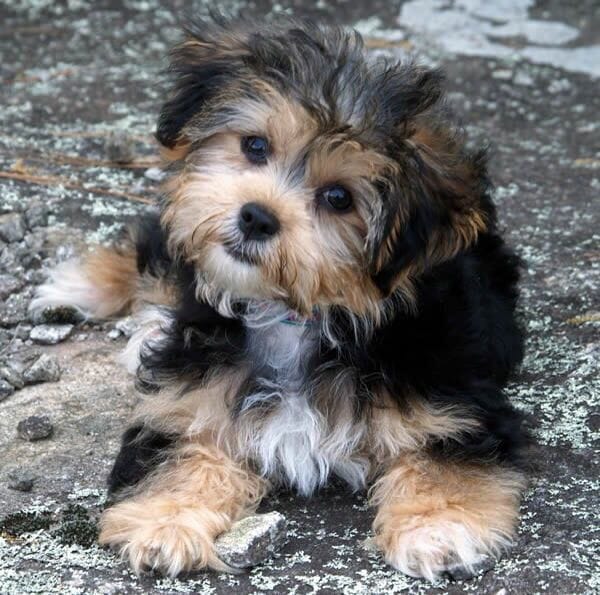 Havanese fluffy adult. Love this color!!