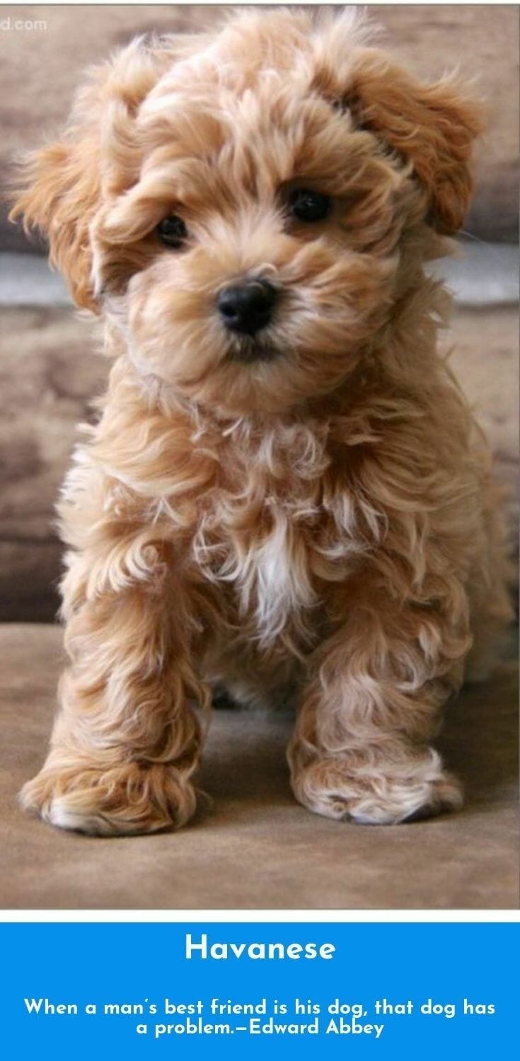 Only my dogs will not betray me.&mdash;Maria Callas #havanese #havanesepuppy