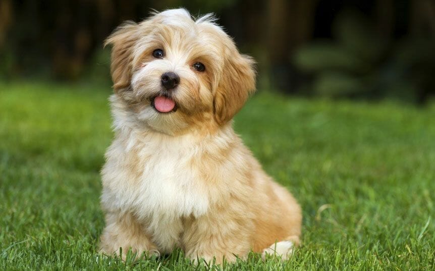10 Things Only A Havanese Owner Would Understand 10 Things Only A Havanese Owner Would Understand