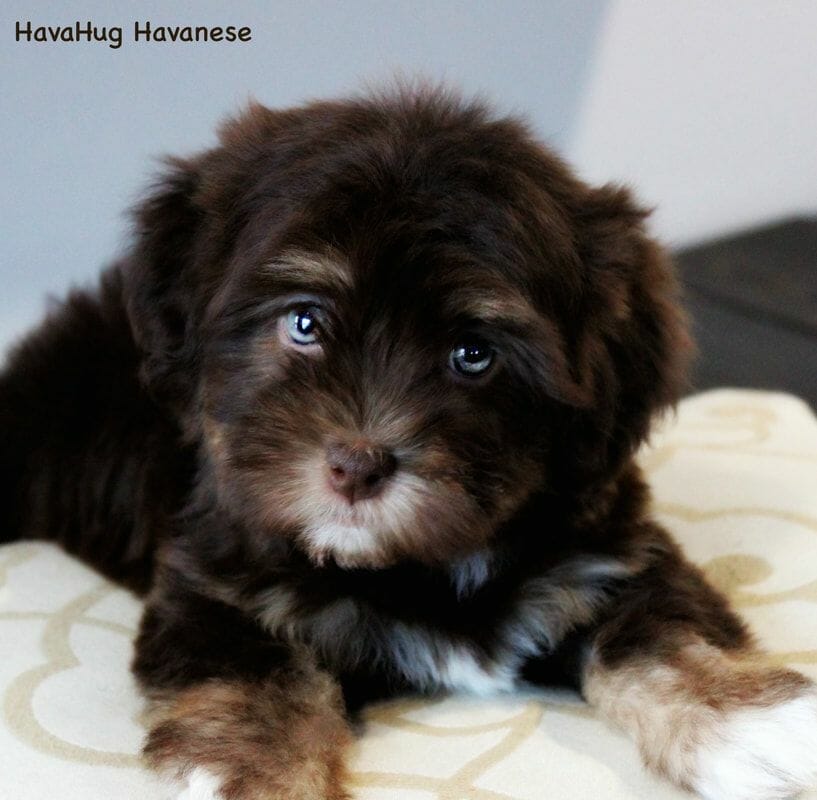 Puppies For Sale – HavaHug Havanese Puppies Puppies For Sale – HavaHug Havanese Puppies