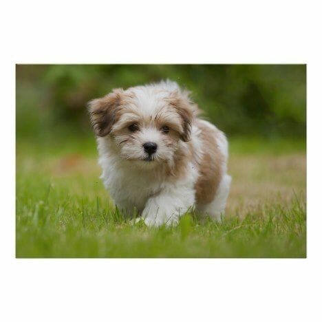 Havanese Puppy Poster #cute #cutepets #cuteanimals #officegifts #rottweiler