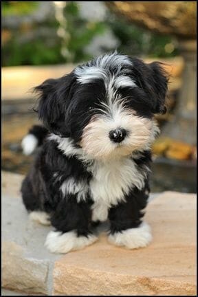 A Havanese pup. Reminds me of what Lucy might've looked like as a pup even tho she's been identified as shih tzu/llasa apso.
