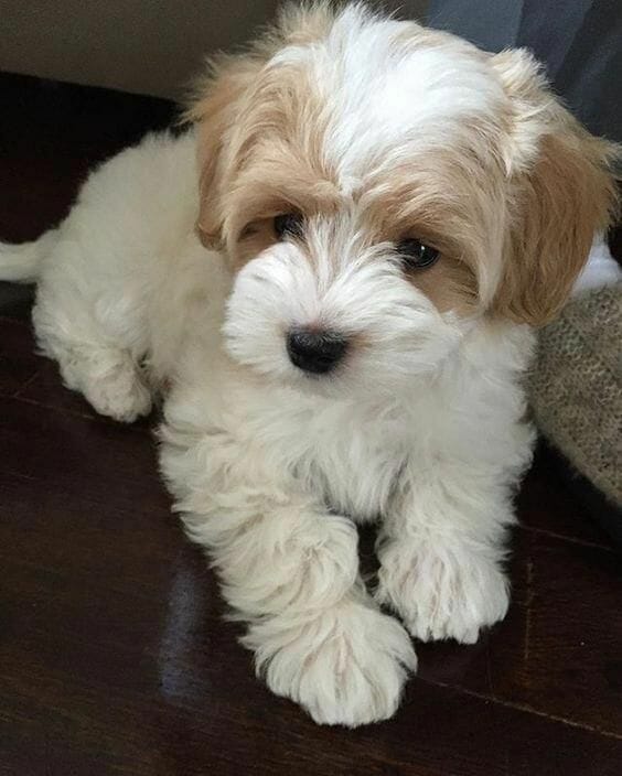 Discover The  Havanese Dogs Health #havanesepuppies #havaneseclub #havanesedogsfullgrown