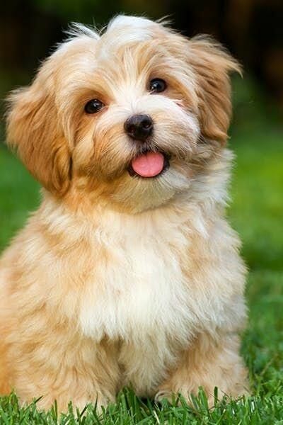 Everything About The Funny Havanese Pup Exercise Needs #havaneseofny #havanesermalteser #havanesefacts Everything About The Funny Havanese Pup Exercise Needs #havaneseofny #havanesermalteser #havanesefacts