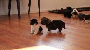 Best Toys for Small Dogs