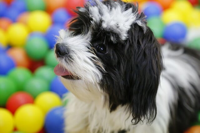 Key Traits of a Havanese Dog