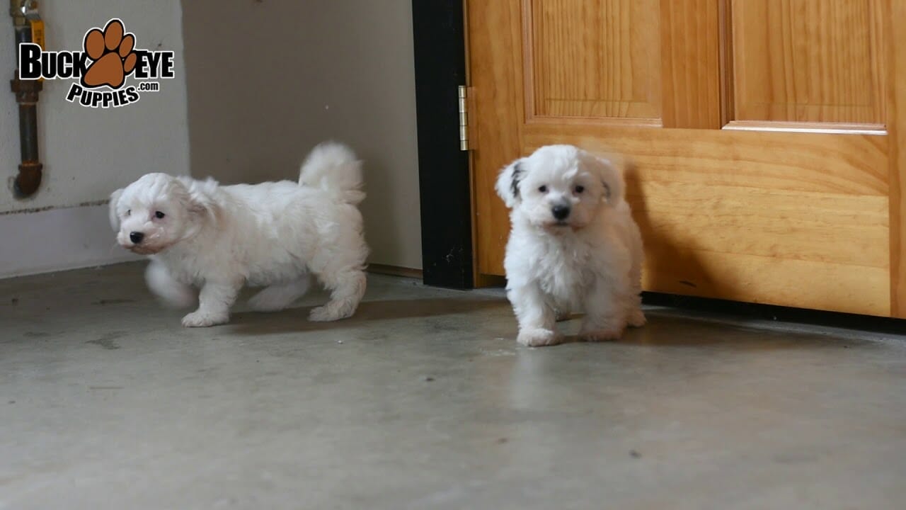 List of Hypoallergenic Dogs