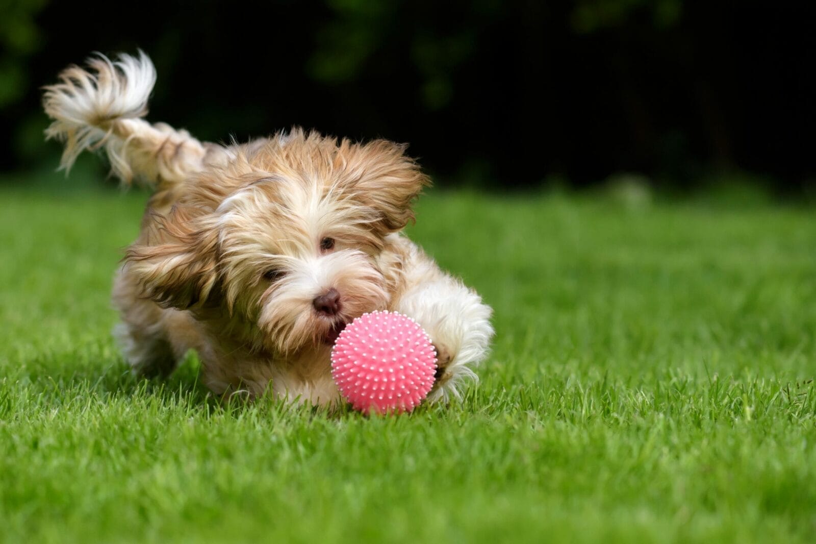 Best Dog Toys For Havanese In 2022