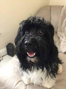 12 Hot Tips for Finding a Responsible Havanese Breeder in 2023