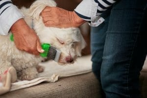 Tips for Grooming a Havanese Dog