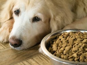 Tips for encouraging your dog to eat their food.