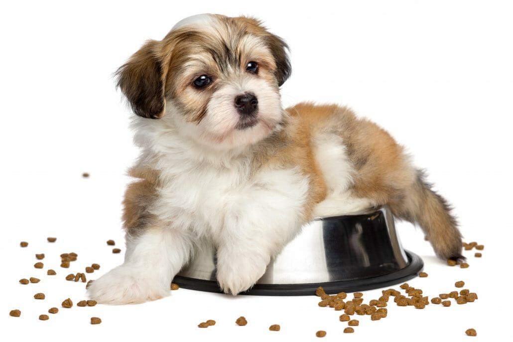 A small dog happily eating from a bowl of food.