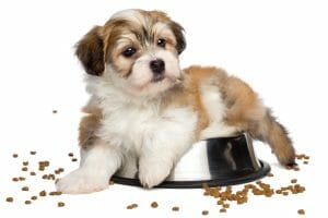 A small dog happily eating from a bowl of food.