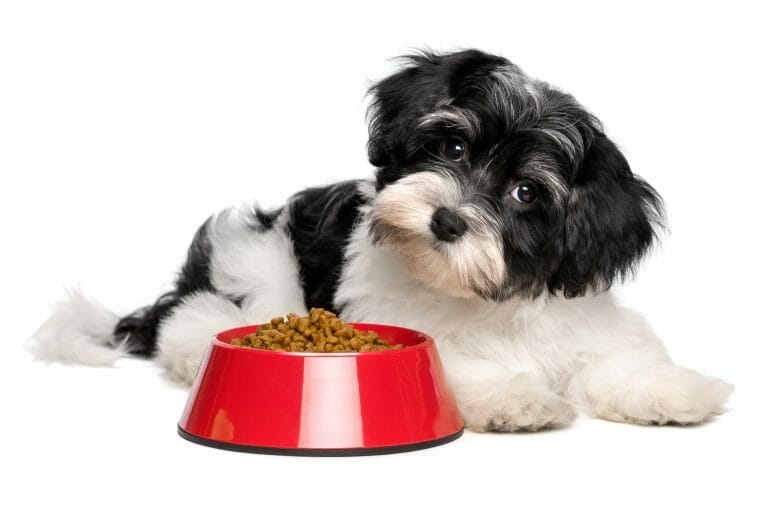 How to Get Your Dog to Eat