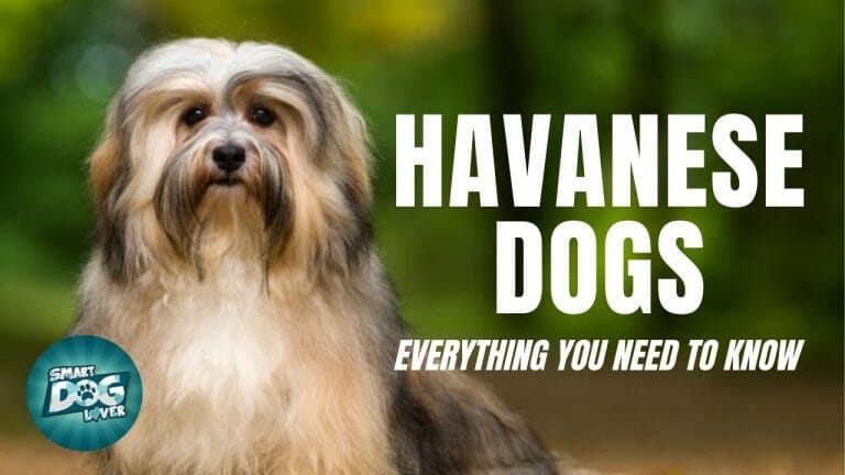 Havanese Everything you need to know