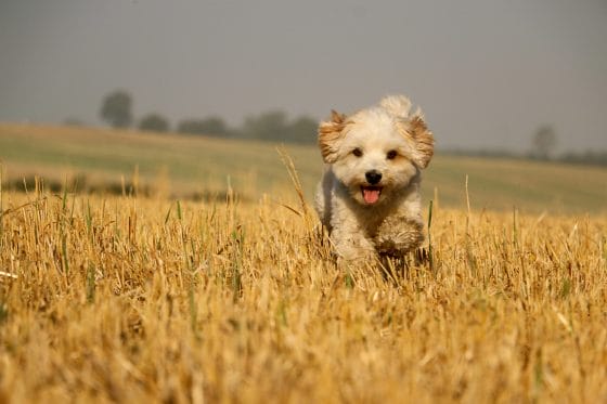 Golden havanese