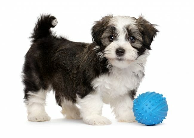 How to Deal with Puppy Chewing:  A Guide for the Havi Pet Owner