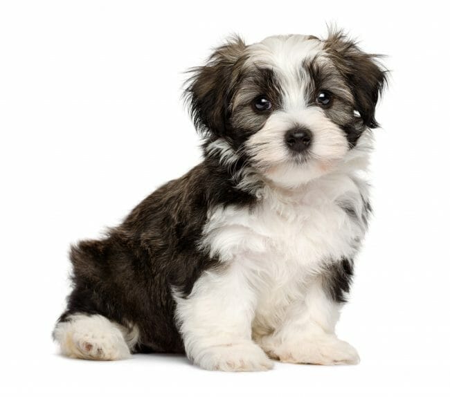 A puppy showcasing its Havanese color against a white background.