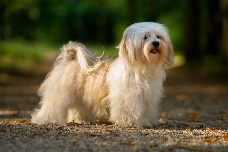 What is The Best Dog Food For Havanese?