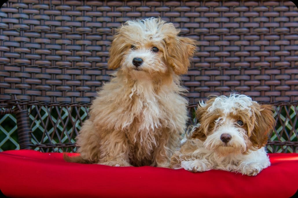 Two Havanese poodles sitting on a cushion.