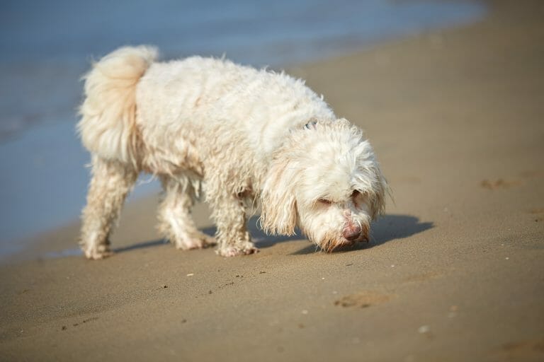 The Shorthaired Havanese